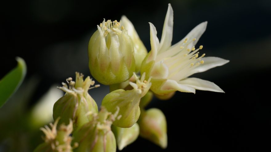pale yellow-green succulents with a darkly shaded background