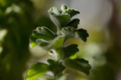 Comfort plant (plectranthus amboinicus)