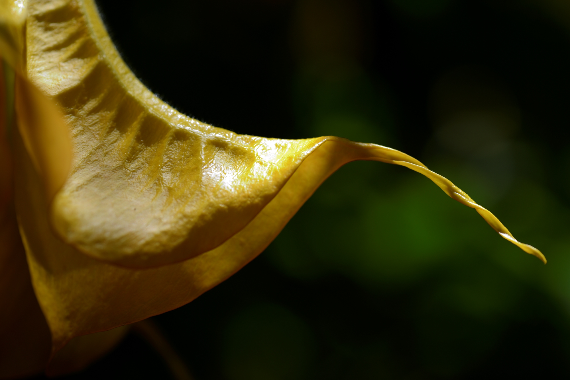 one delicate but sturdy tendril gently descends from light into the shade