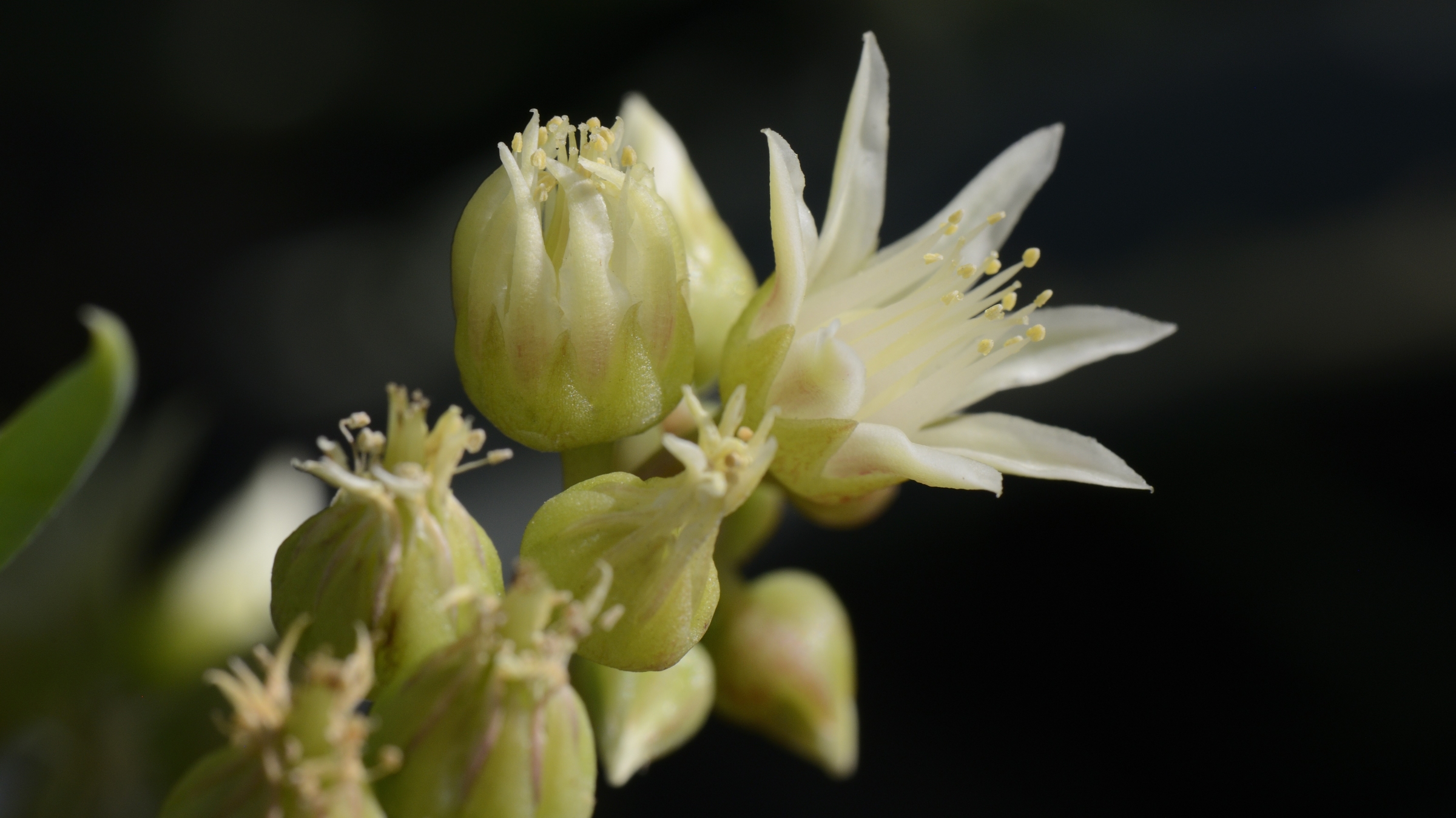 pale yellow-green succulents with a darkly shaded background