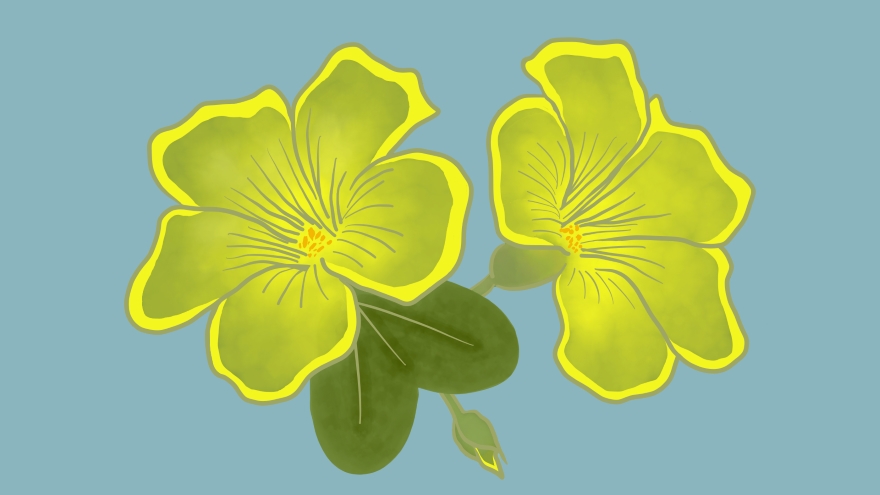 a digital watercolor drawing of yellow flowers