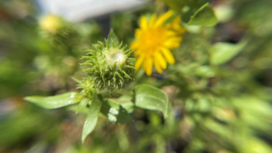 a California native plant with yellow flowers