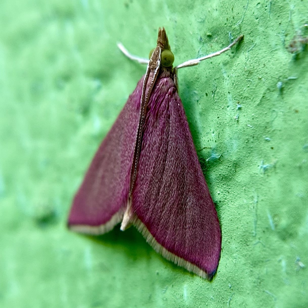 a tiny magenta colored moth on a bright green painted stucco wall
