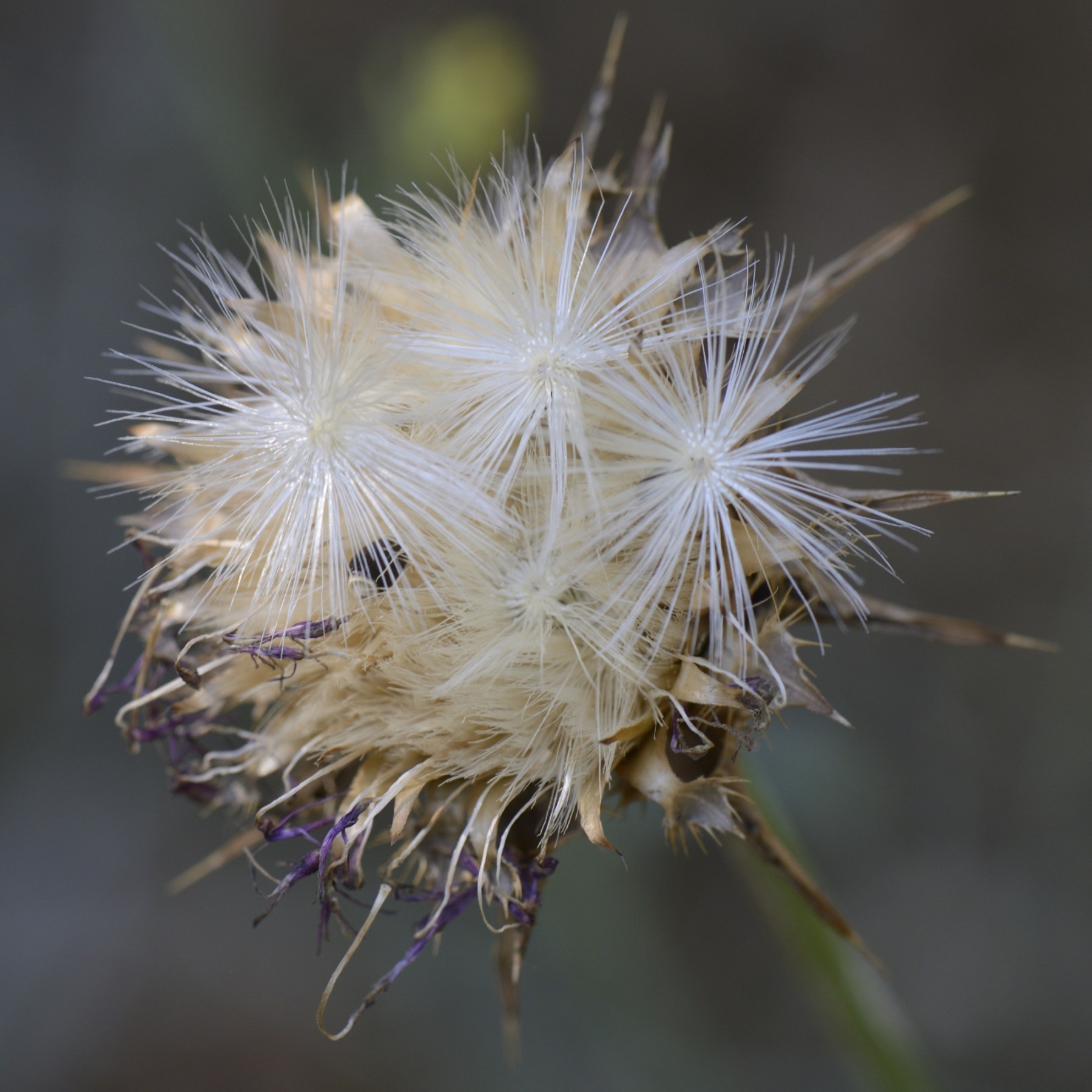 Silybum marianum, Blessed milk-thistle
